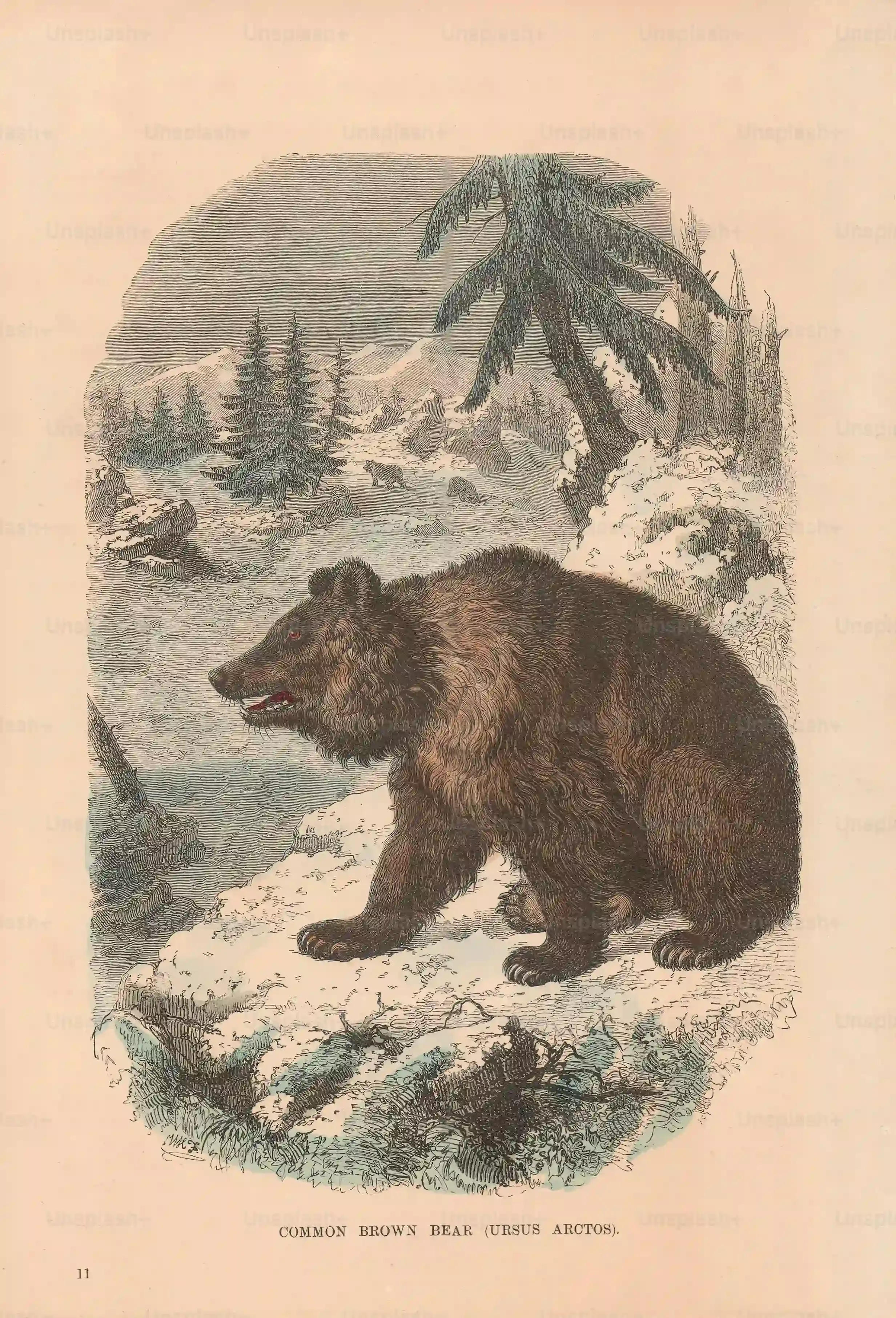 Découvrir la recette de patte d'ours : Qu'estce que c'est exactement ?