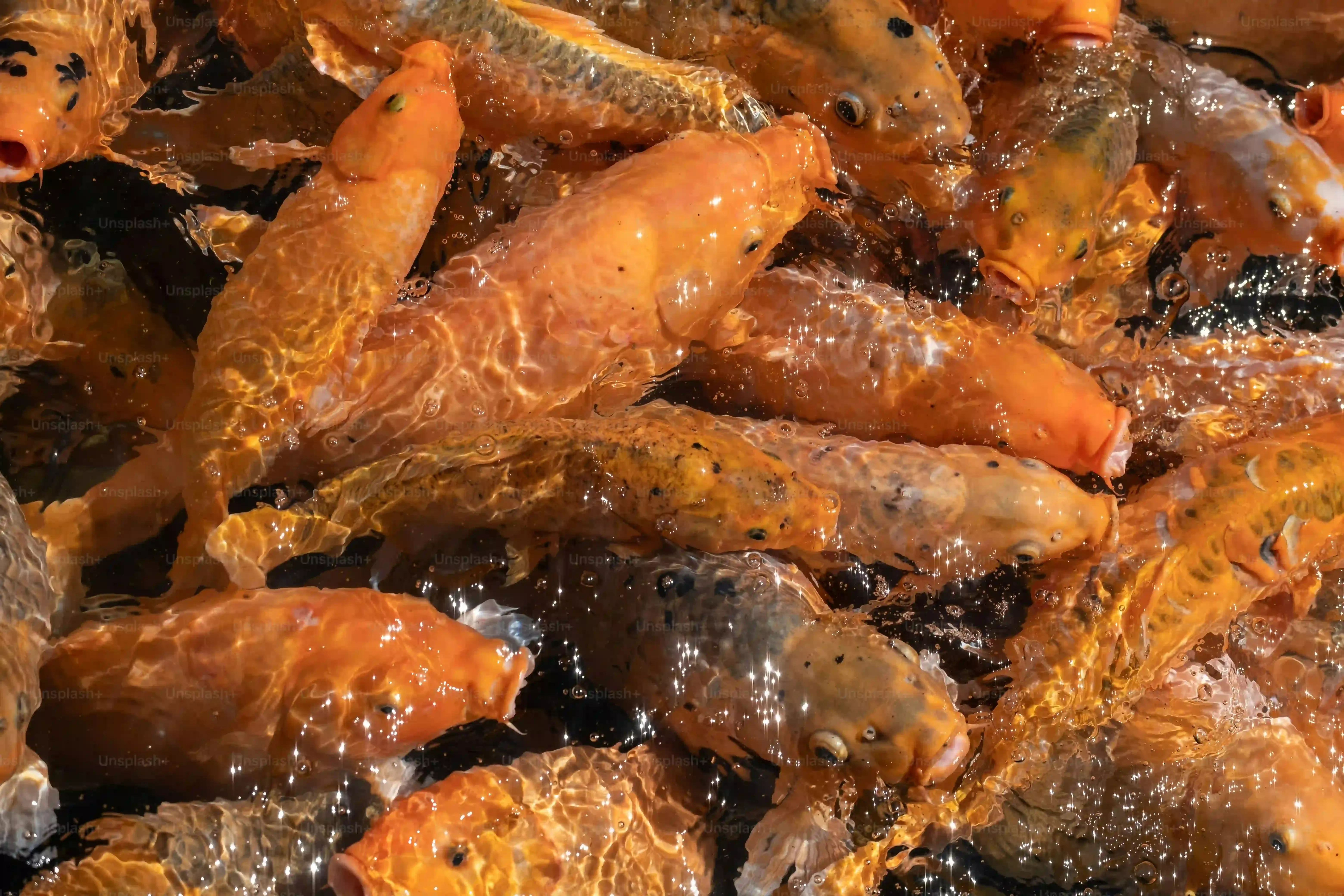 Préparation express : Réaliser votre recette de nouilles chinoises aux crevettes