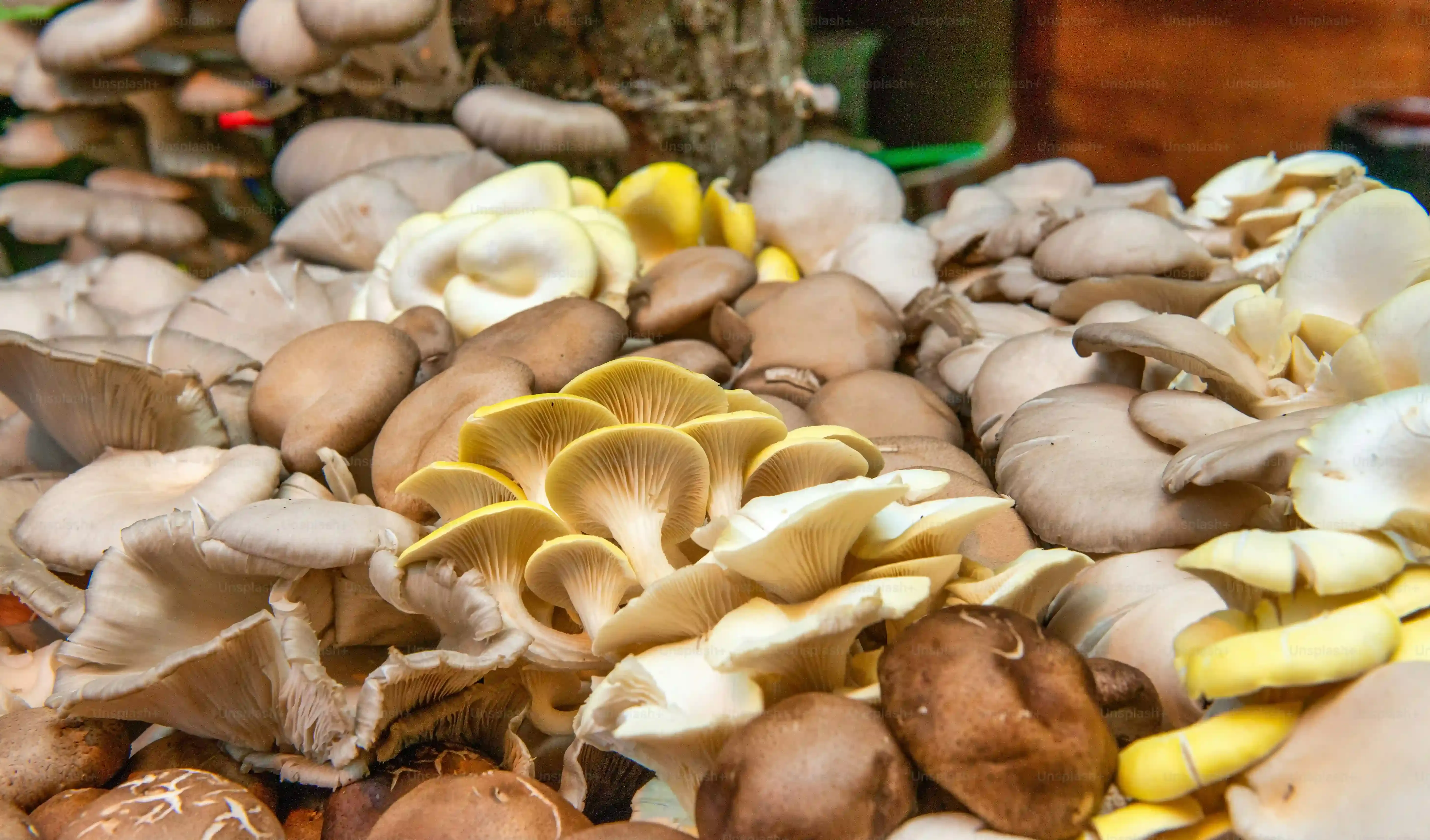 Sublimer vos recettes de pâtes aux champignons : L'étape clé de la sauce.